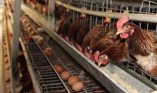 如何解决蛋鸡预混料使用过程中的常见问题？